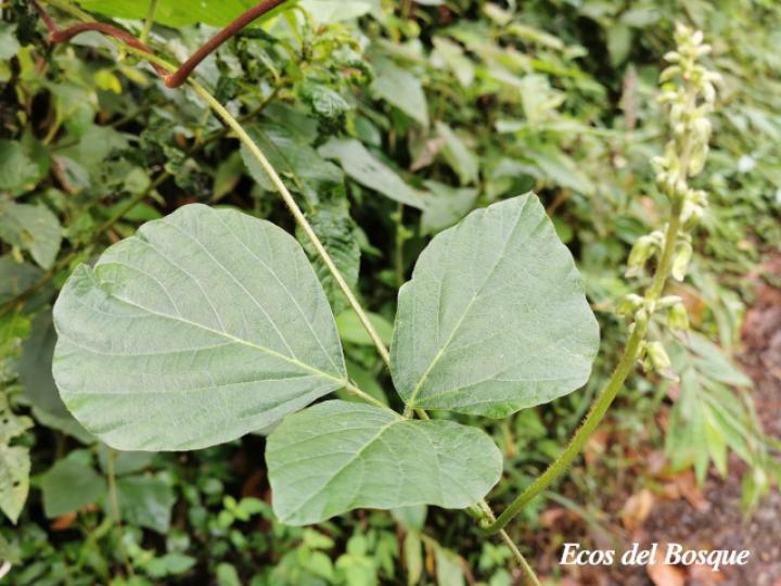 Pueraria phaseoloides (Kudzú)