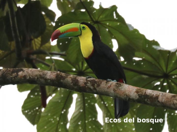 Ramphastos sulfuratus (Tucán pico iris)
