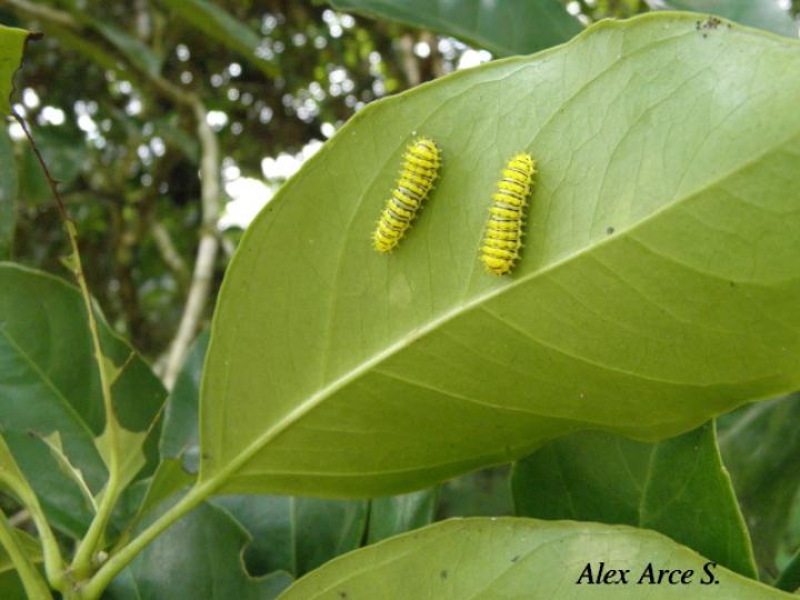Rothschildia triloba, Larvas
