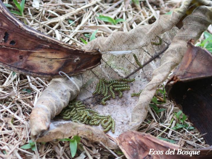 Rothschildia triloba, Larvas