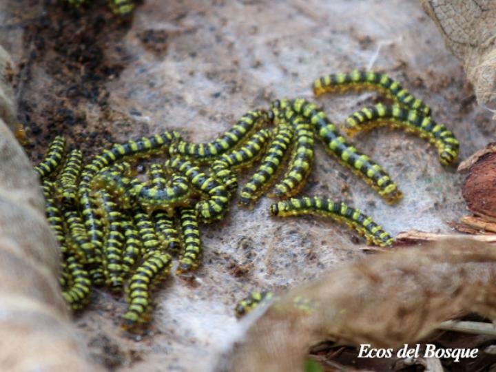Rothschildia triloba, Larvas