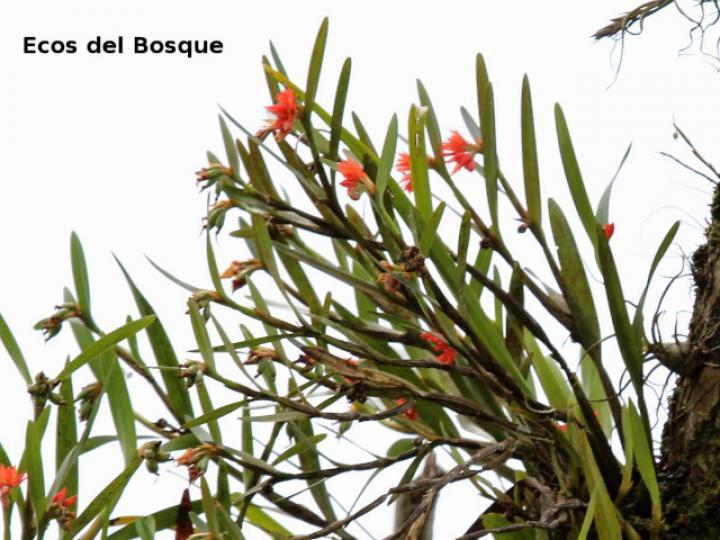 Scaphyglottis imbricata