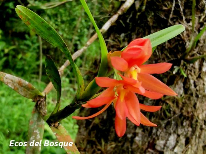Scaphyglottis imbricata