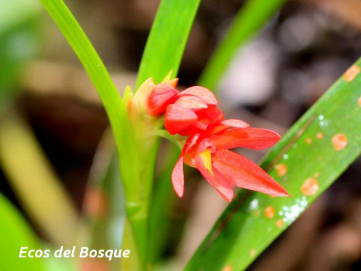 Scaphyglottis imbricata