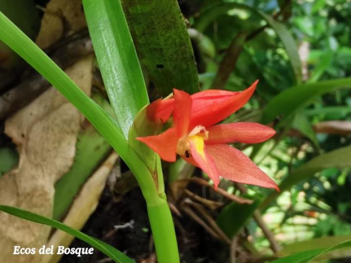 Scaphyglottis imbricata