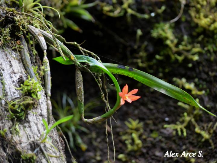 Scaphyglottis imbricata