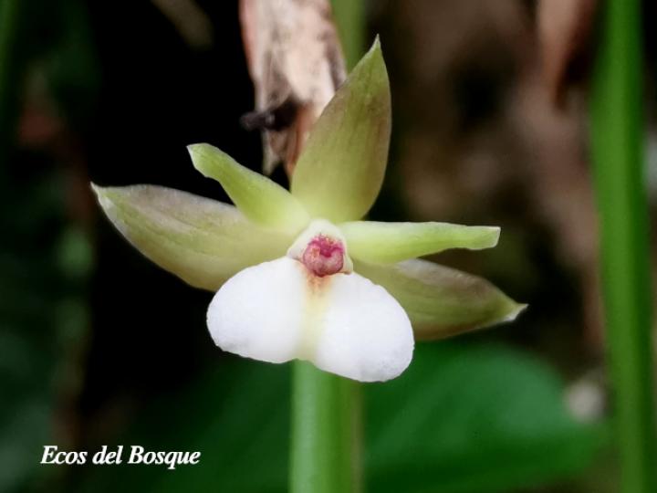 Scaphyglottis subulata