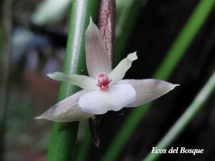 Scaphyglottis subulata