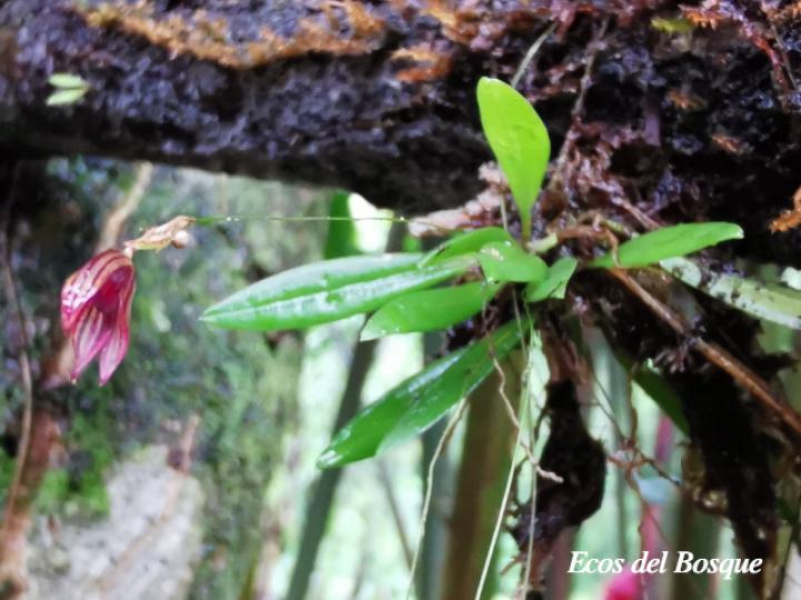 Specklinia simmleriana