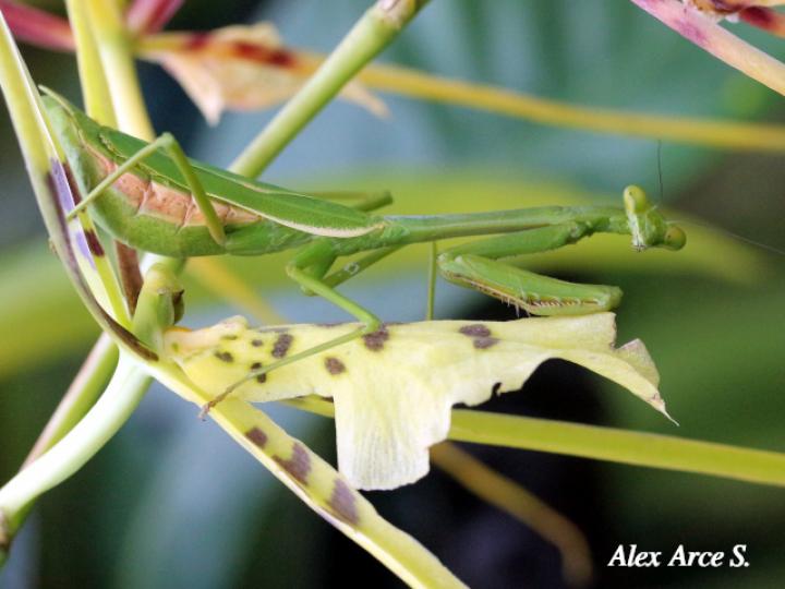 Stagmatoptera biocellata (Mantis religiosa)