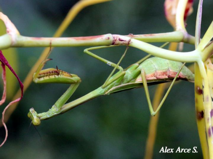Stagmatoptera biocellata (Mantis religiosa)