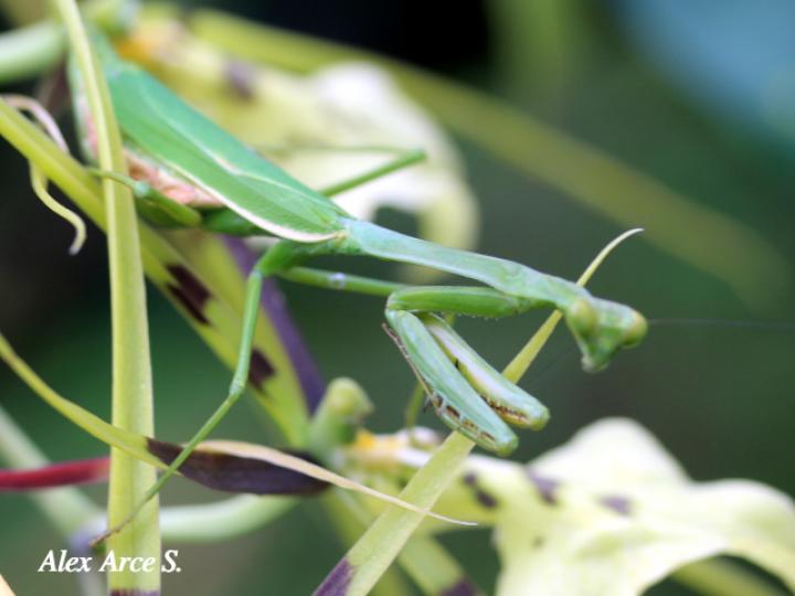 Stagmatoptera biocellata (Mantis religiosa)