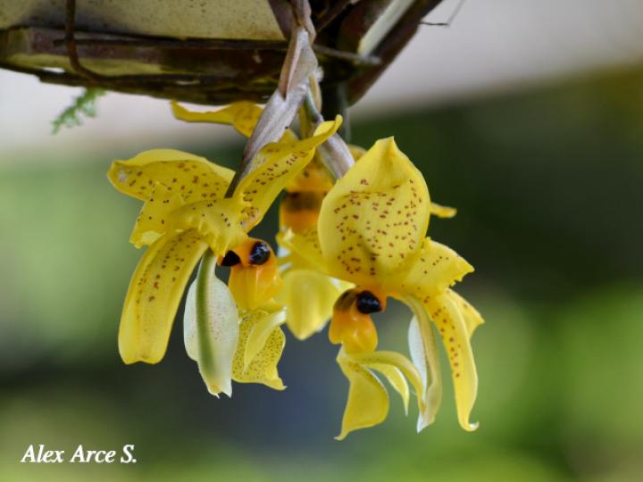 Stanhopea wardii (Torito)