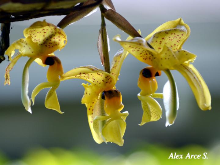 Stanhopea wardii (Torito)