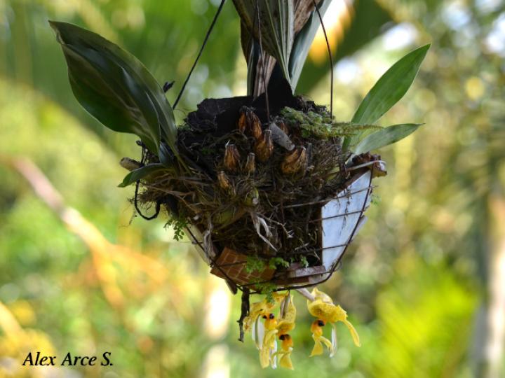 Stanhopea wardii (Torito)