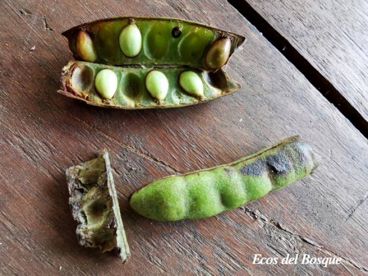 Stryphnodendron microstachyum (Cachá, Gallinazo, Vainillo)