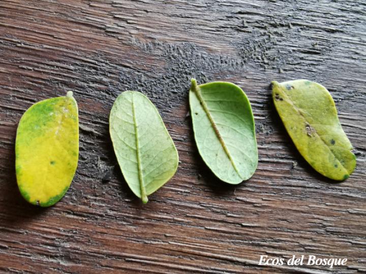 Stryphnodendron microstachyum (Cachá, Gallinazo, Vainillo)