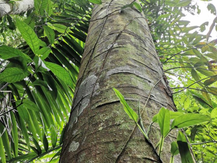 Stryphnodendron microstachyum (Cachá, Gallinazo, Vainillo)