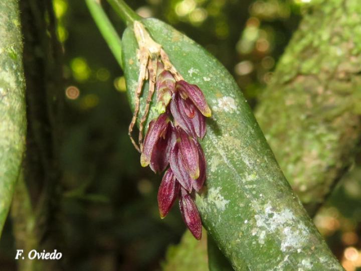 Acianthera decipiens