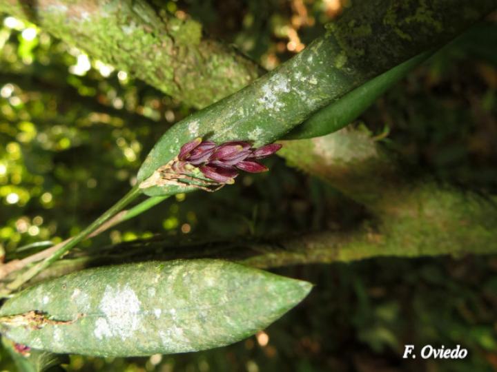Acianthera decipiens