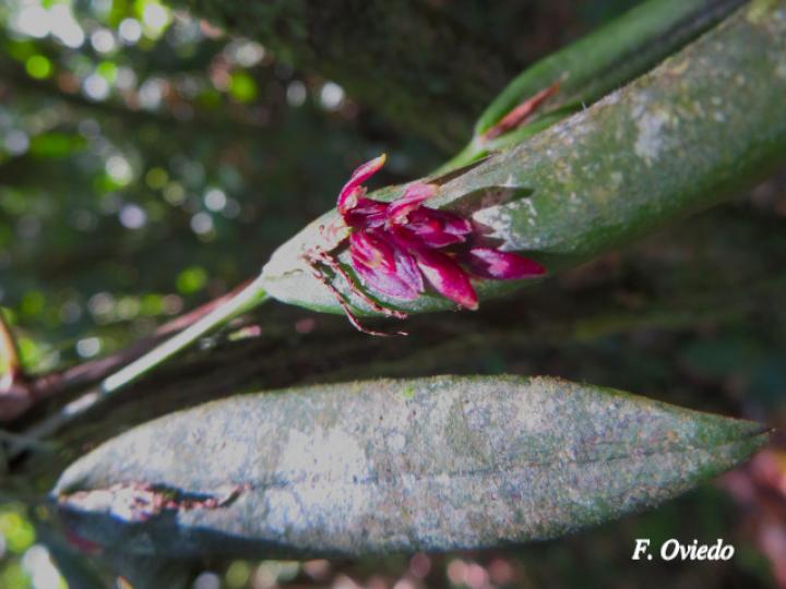 Acianthera decipiens