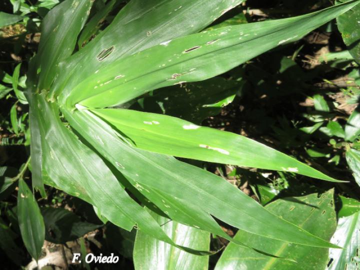 Aconisia grandis