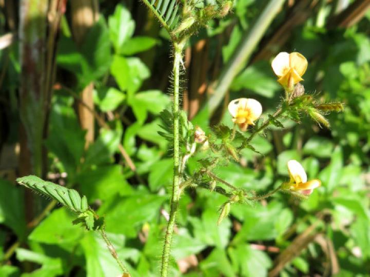 Aeschynomene americana (Zarza)