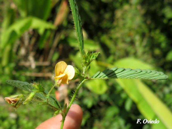 Aeschynomene americana (Zarza)