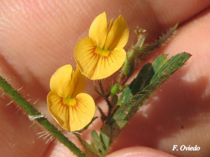 Aeschynomene americana (Zarza)