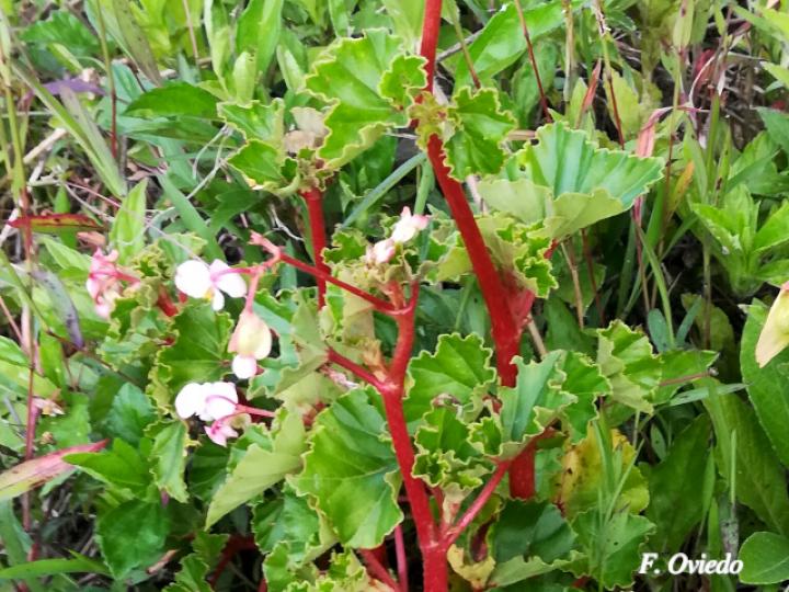 Begonia fischeri
