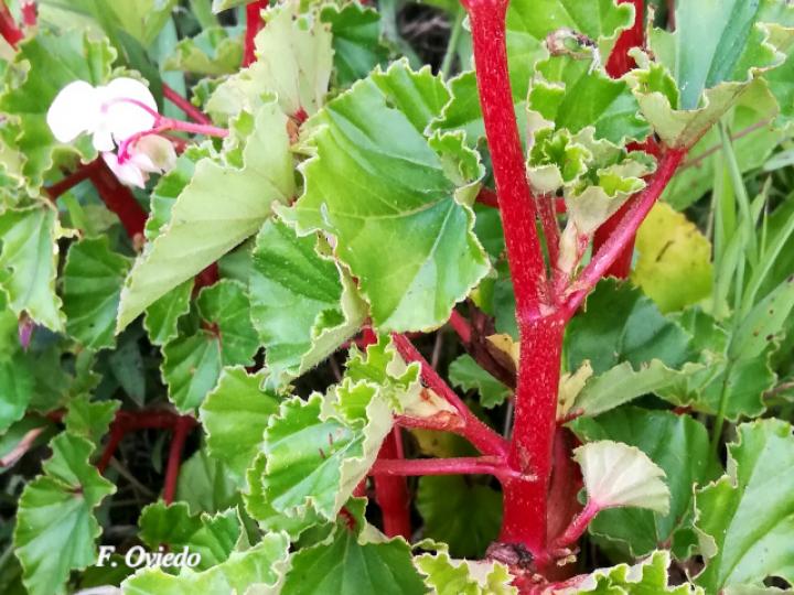 Begonia fischeri