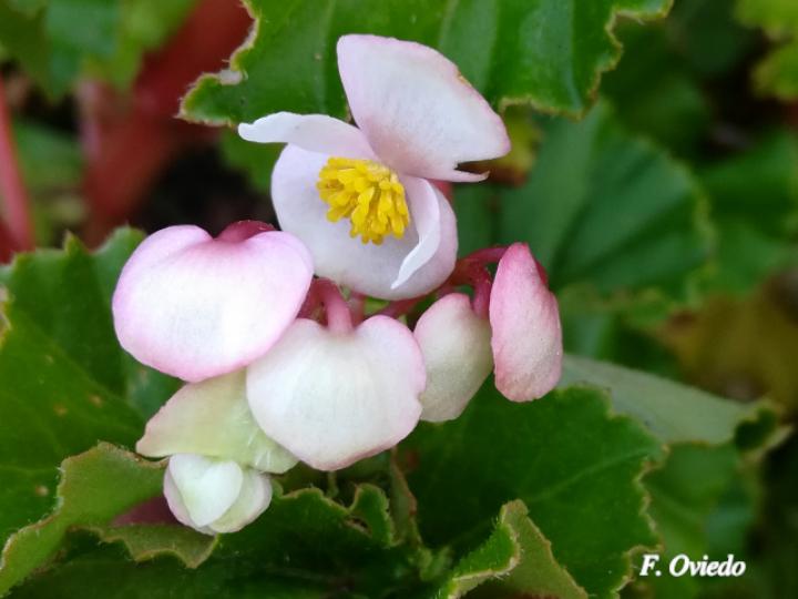 Begonia fischeri