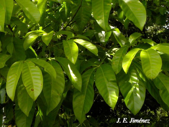 Billia rosea (Cocora)