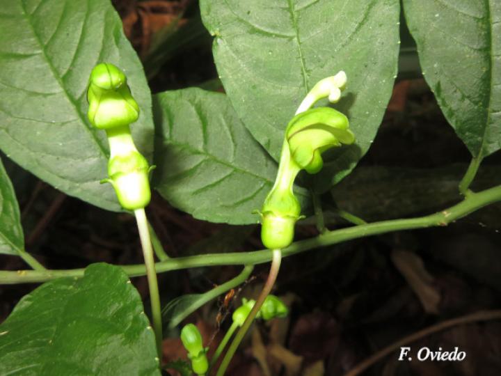 Burmeistera cyclostigmata