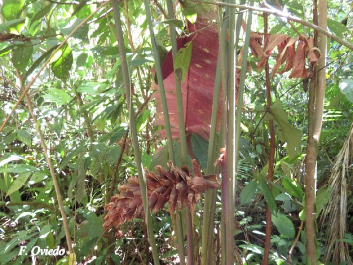 Calathea guzmanioides