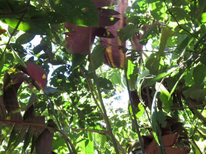 Calathea guzmanioides