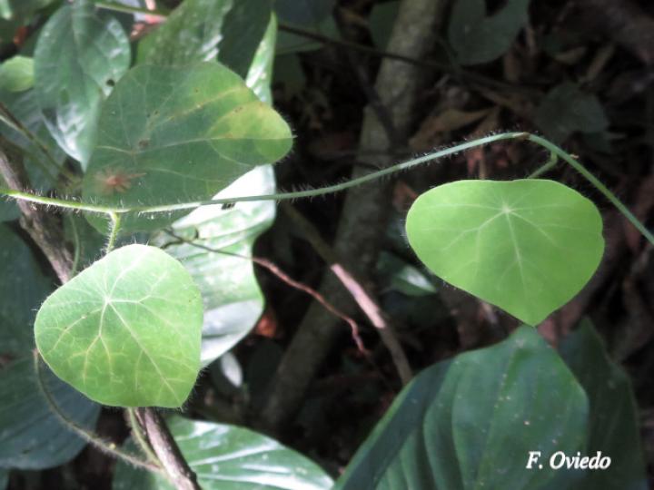 Cissampelos tropaeolifolia
