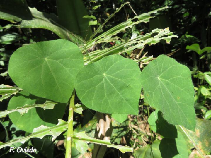 Cissampelos tropaeolifolia