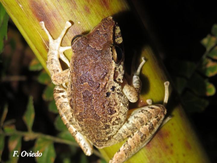 Craugastor crassidigitus (Rana de lluvia de dedos delgados)