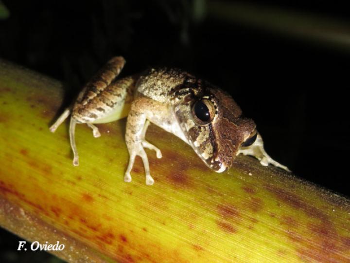 Craugastor crassidigitus (Rana de lluvia de dedos delgados)