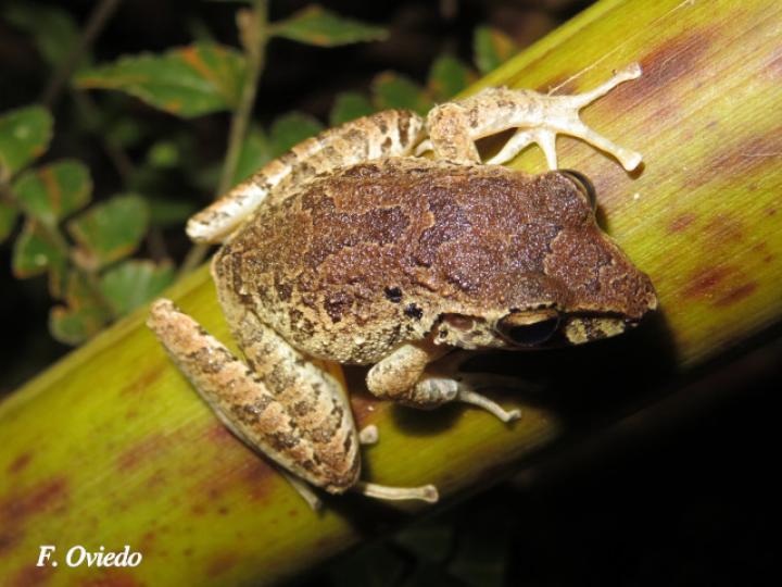 Craugastor crassidigitus (Rana de lluvia de dedos delgados)