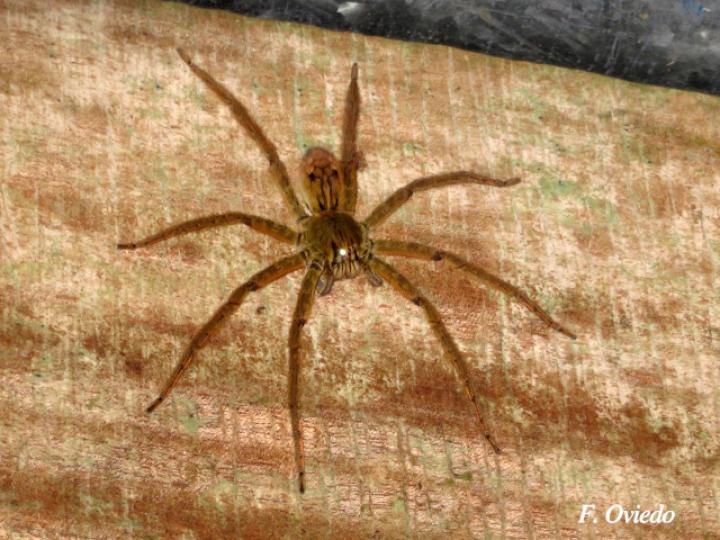 Cupiennius coccineus (Araña errante)