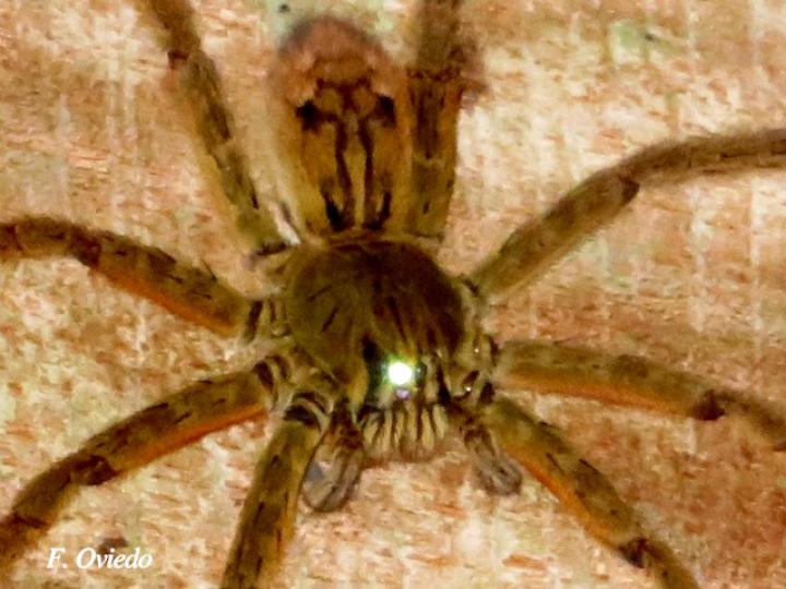 Cupiennius coccineus (Araña errante)