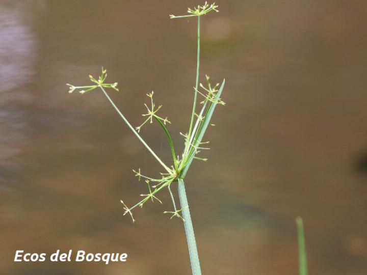 Cyperus haspan (Papiro enano)