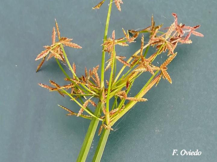 Cyperus haspan (Papiro enano)