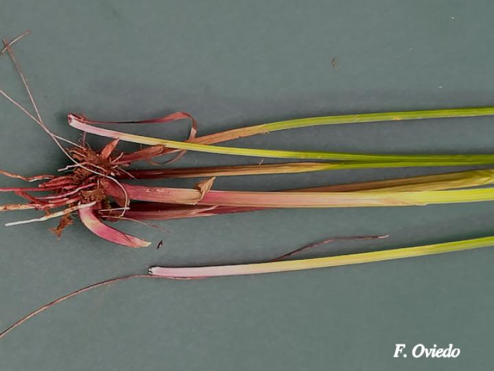 Cyperus haspan (Papiro enano)
