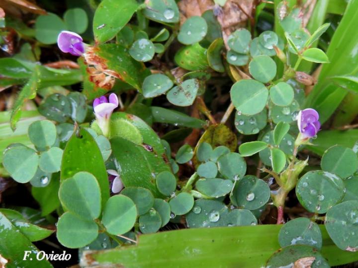 Desmodium triflorum (Pega-pega)