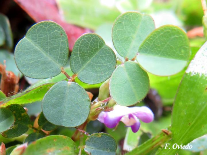 Desmodium triflorum (Pega-pega)