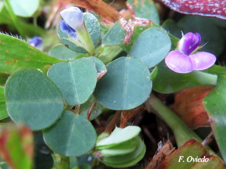 Desmodium triflorum (Pega-pega)