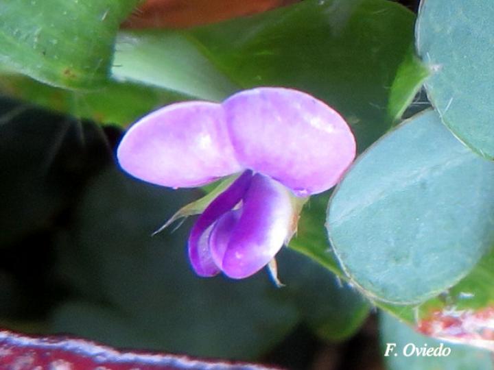 Desmodium triflorum (Pega-pega)